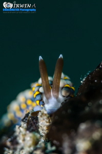 Y A M A S U I 
Nudibranch (Trinchesia yamasui)
Anilao, ... by Irwin Ang 